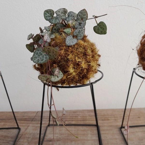 Mini Kokedama de Coração Emaranhado Acabamento Neutro