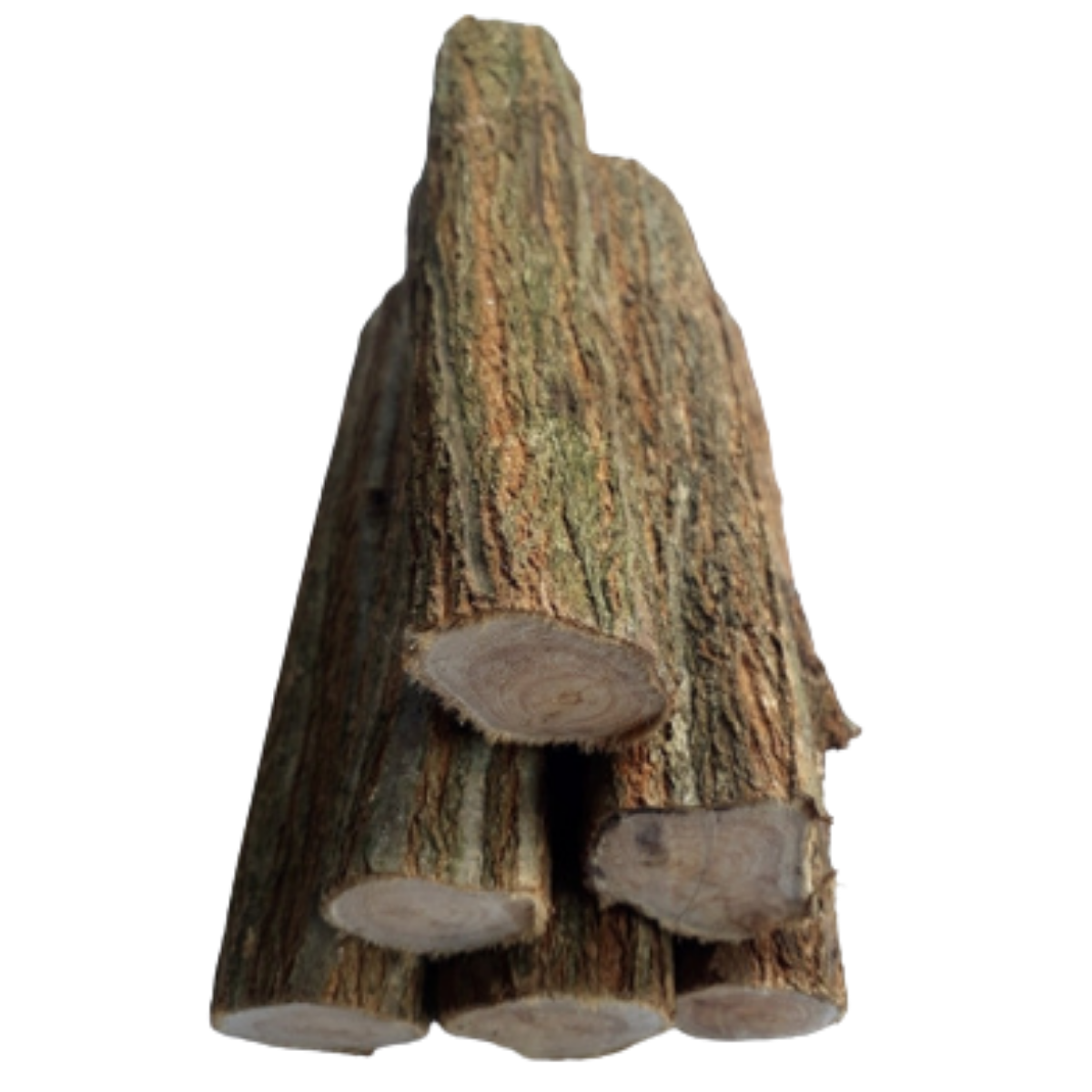 Toco de sansão (3cm a 5cm de espessura) - 03 unidades 