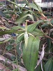 Orquídea Coilostylis ciliaris (Epidendrum ciliare)