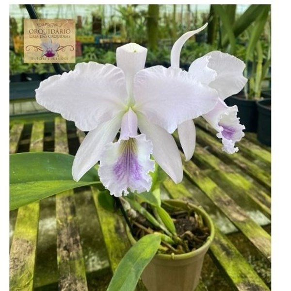 Orquídea Cattleya labiata coerulea x coerulea sibling - Orquiloja
