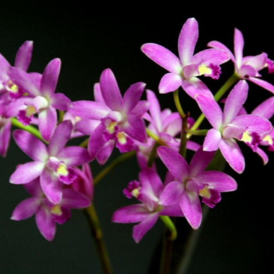 Laelia rupestris