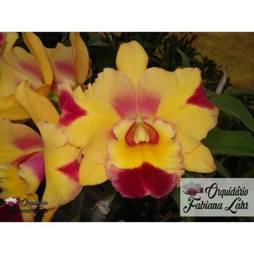 Orquídea B.L.C. NSA Acqua Splash "Fabiana Lahr # 2"