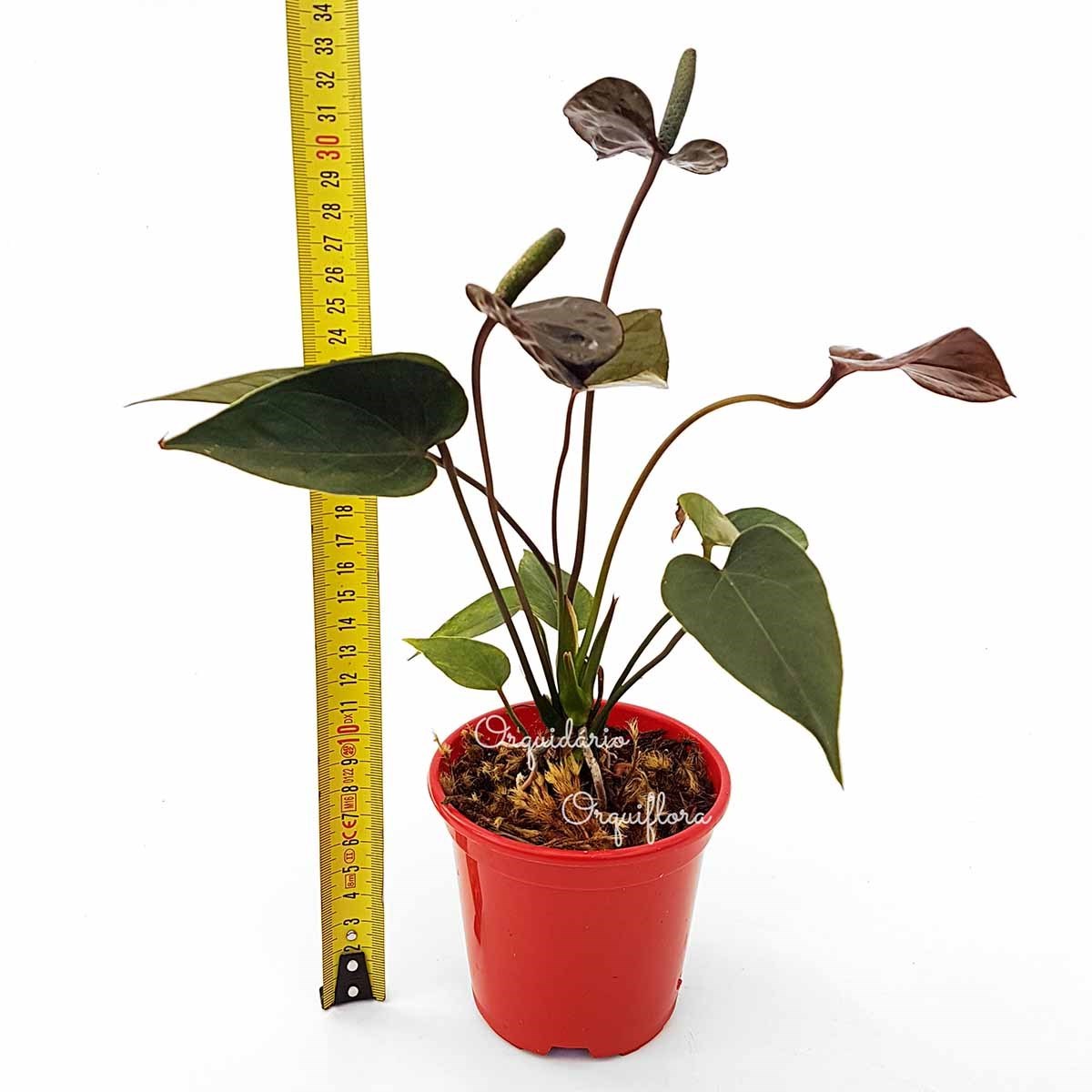 Mini Antúrio Negro Planta Natural Adulta Com Vaso