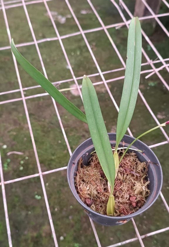 Bulbophyllum biflorum