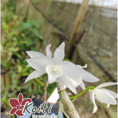 Orquídea Dendrobium Nestor Var Alba - Adulto