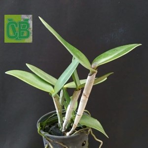 Orquídea Cattleya ( granulosa x Intermedia ) - S6758