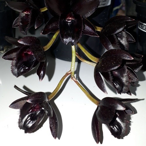 Fredclarkeara After Dark 'SVO Black Pearl' - Tamanho T2