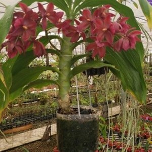 Orquidea Cycnoches Wine Deilight Planta Única  Rara Promoção