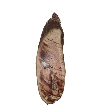 Sansão do Campo Chanfrado - Médio