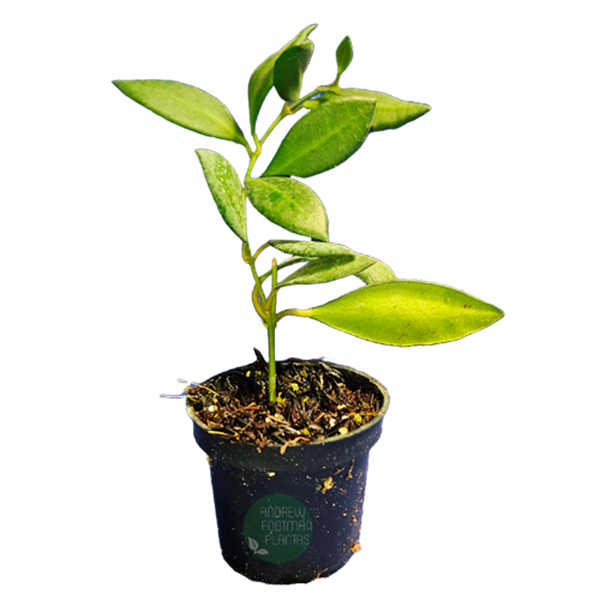 Combo das flores de cera peludinhas Hoya tsangii, Hoya bilobata e Hoya Cv. Optimistic