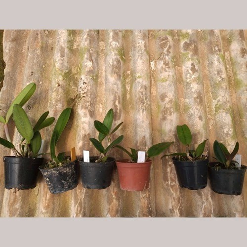 Kit 10 Mudas de Cattleya Pequenas coloridas com identificação