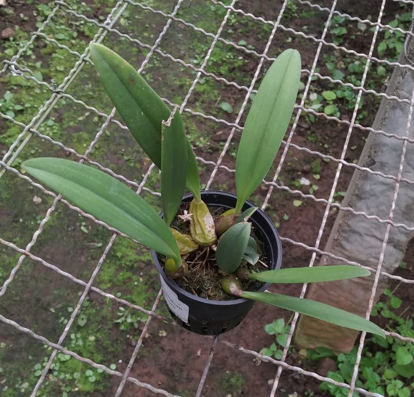 Bulbophyllum wendlandianum