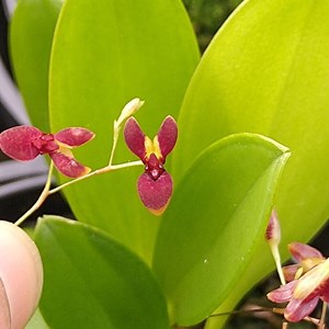 Orquídea Pabstiella hypnicola