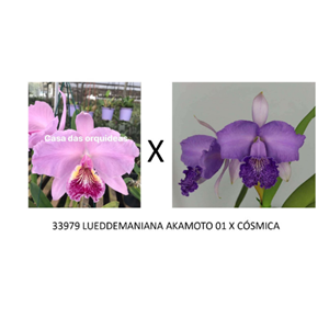 Frasco de orquídea 33979 LUEDDEMANIANA AKAMOTO 01 X CÓSMICA