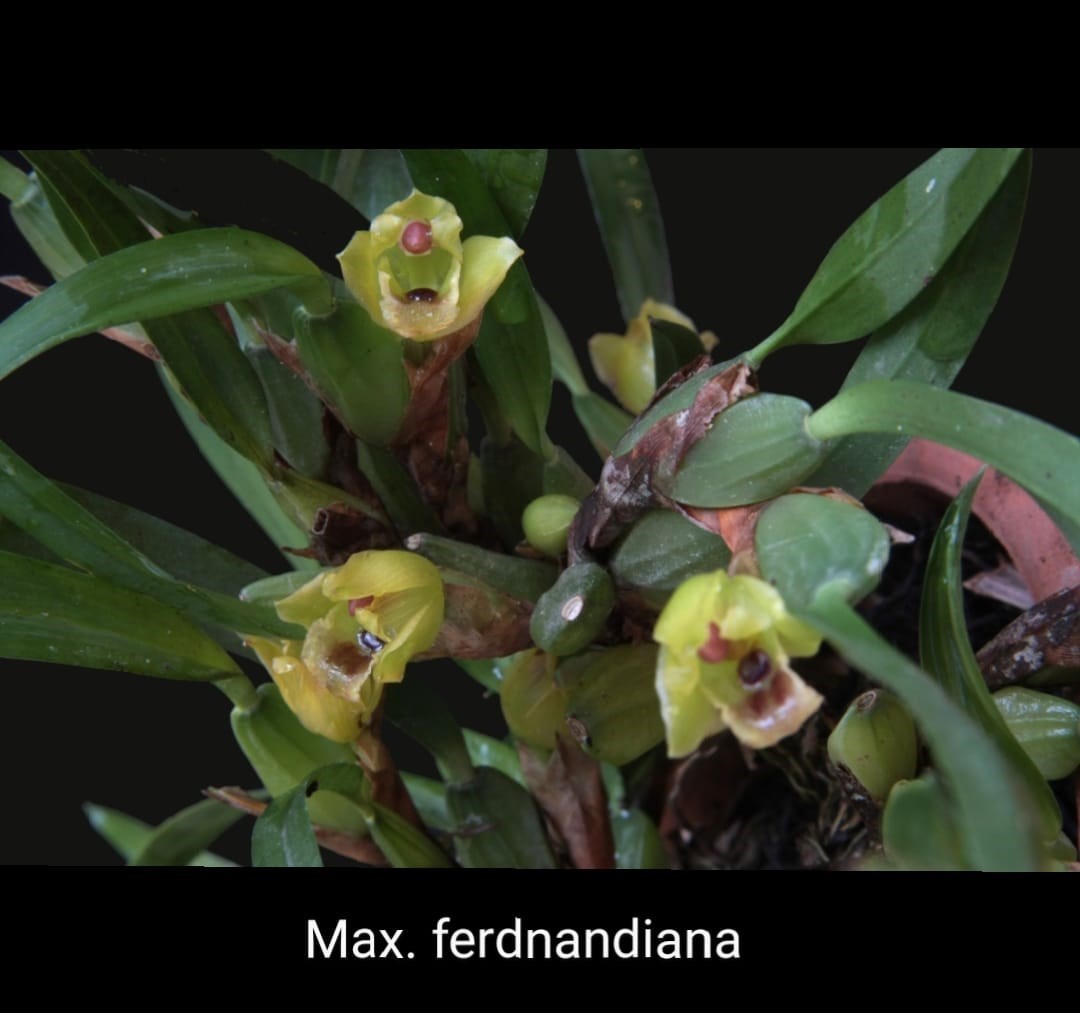 Orquídea Maxillaria ferdnandiana