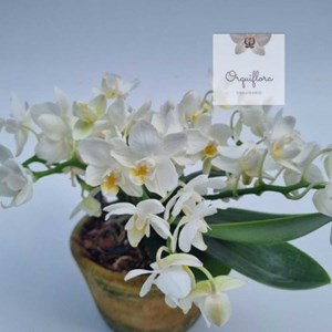 Orquidea Phalaenopsis Joy Spring Venus Planta Rara Importada