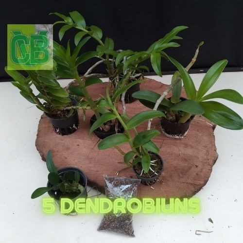 Kit Dendrobium 5 plantas + 2 Brindes 