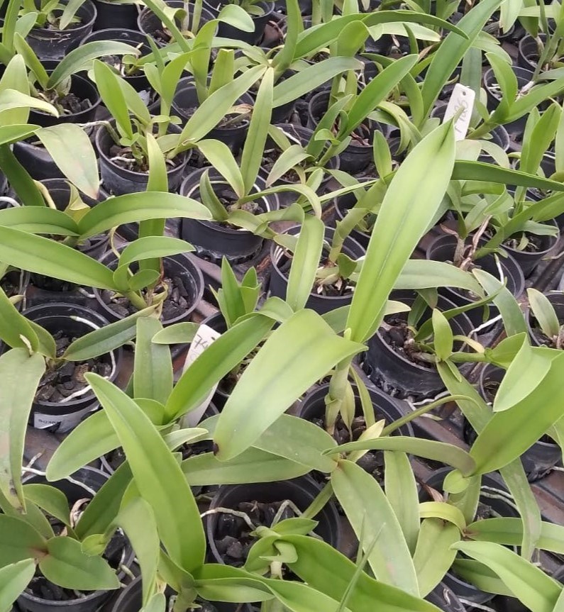 Cattleya Guatemalensis x LC Trick or treat