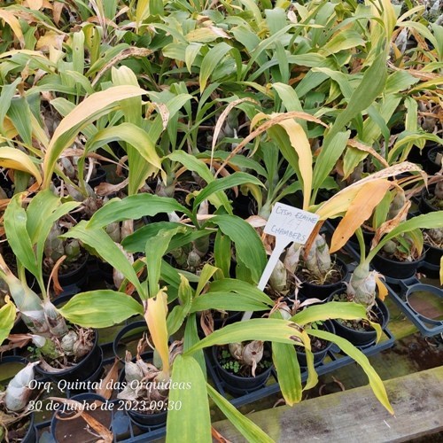 Catasetum Elaine Chambers XOXO - ADULTO