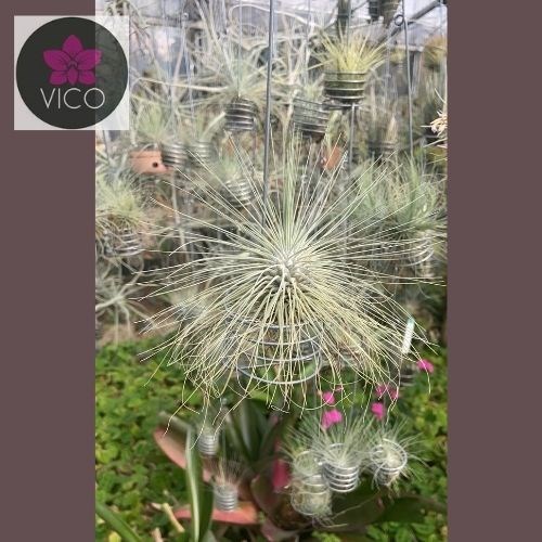 Tillandsia fuchsii
