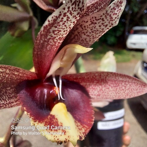 Catasetum Broga Black Leopard - Adulto