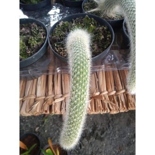 Cacto Rabo de Macaco