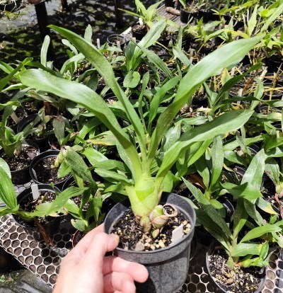 Gramathophyllum scriptum var. citrinum