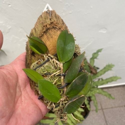 Meiracyllium trinasutum