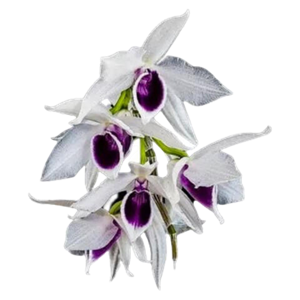 Orquídea Dendrobium Anosmum Coerulea *Pré Adulto*