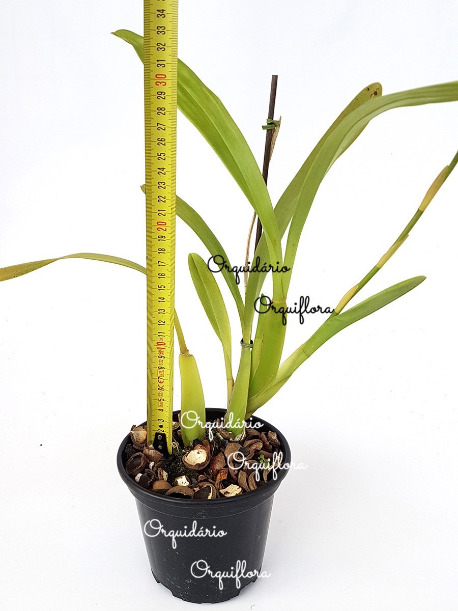 Orquídea Miltassia Dark Star ! Planta Adulta !