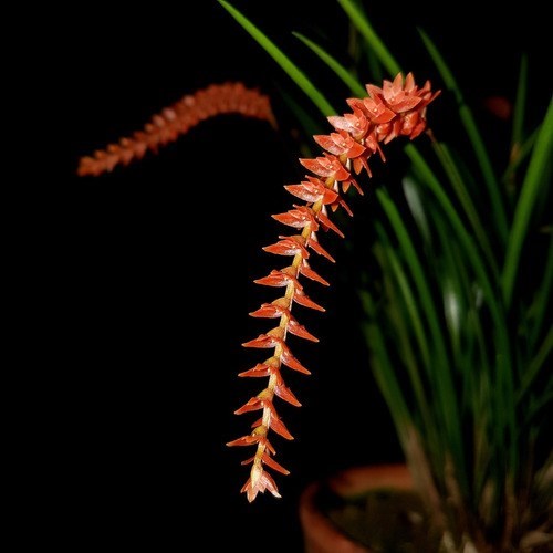 Orquídea Dendrochilum wenzelii Planta Adulta No Cachepot