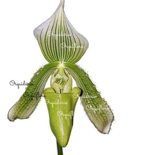 Orquídea Sapatinho Paphiopedilum maudiae Green Planta Adulta - Orquiloja