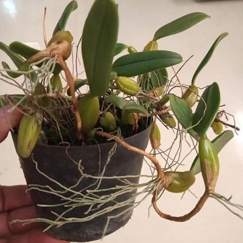 Orquídea Bulbophyllum brevicarpum (urubu tomando sol)