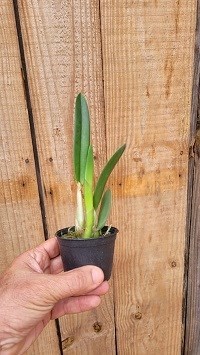 Kit com 10 cruzamentos envolvendo Hoffmannseggella 