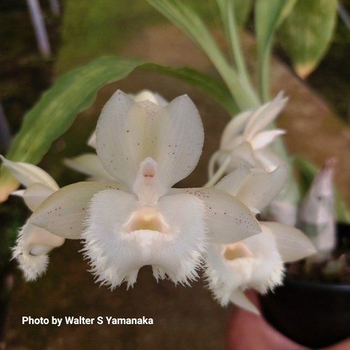 Clowesetum Cosmic Sunlight - Adulto