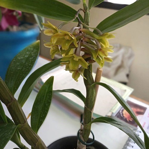 Orquídea Dendrobium ionopus