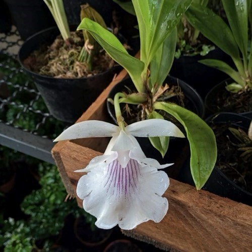 Warczewiczella amazonica (Cochleanthes)