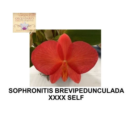 Orquídea Sophronitis brevependunculata 4x self
