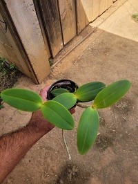 Cattleya Dipozzi Tiziano  x Cattleya amethystoglossa ( coerulia ) 