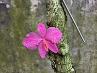 Sophronotis wittiginiana rosea