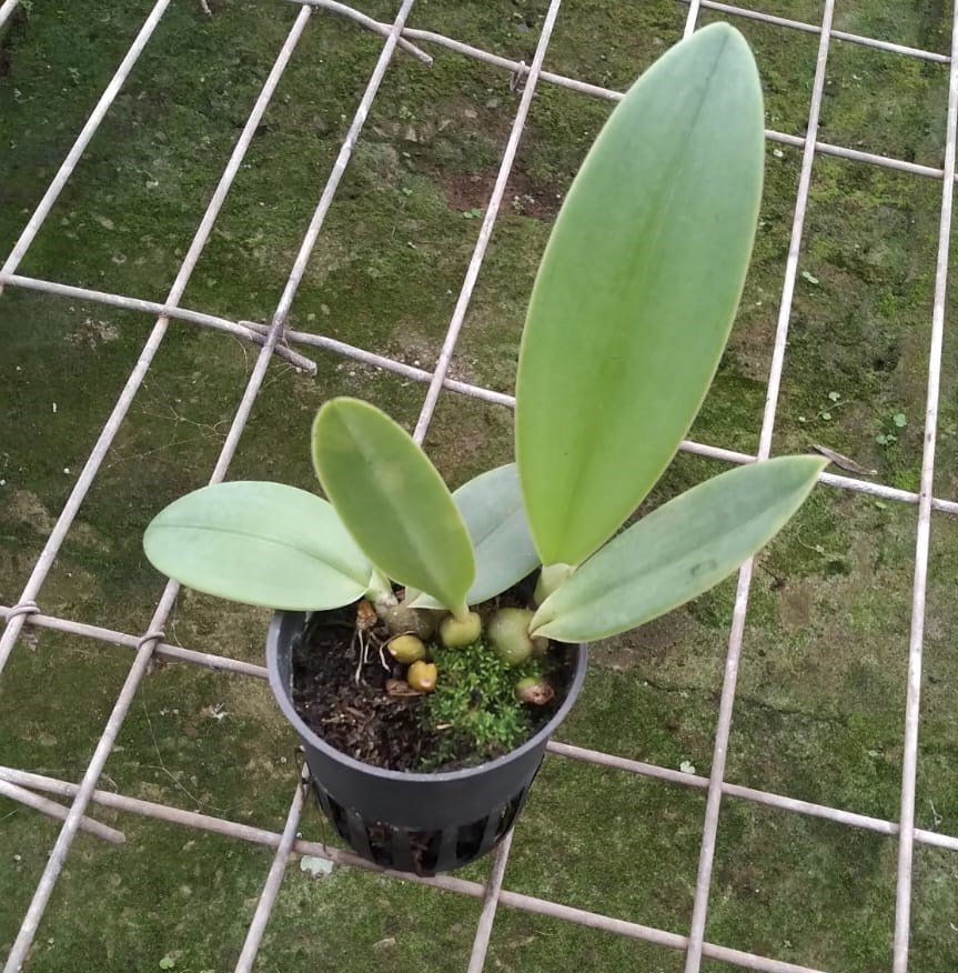 Bulbophyllum spiesii