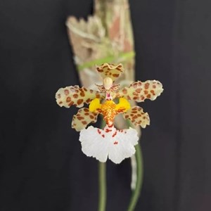 Orquídea oncidium jonesianum "tipo"