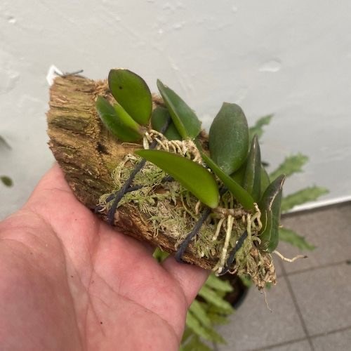 Meiracyllium trinasutum