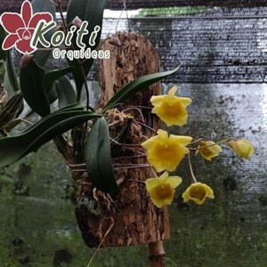Orquídea Dendrobium aggregatum - Enraizada no toquinho de sansão do campo