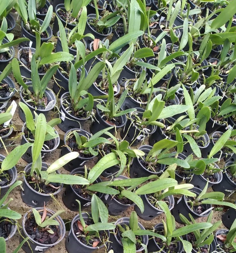 Cattleya (Ruth Gee Carmela x Aranka Germanske)
