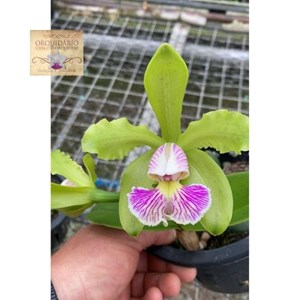 Orquídea Cattleya schilleriana semi alba