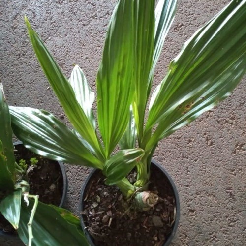 Phaius alba x Phaius tankervilleae (Capuz de Freira)