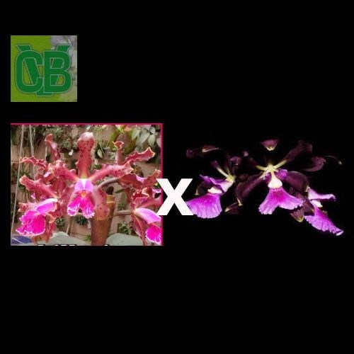 Cattleya schilleriana x Encyclia atropurpurea