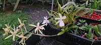 Miltonia spectabilis alba + flavescens na jangada