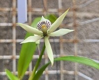 Kit com 03 Prostechea